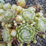 Sempervivum Osorno Rojnik