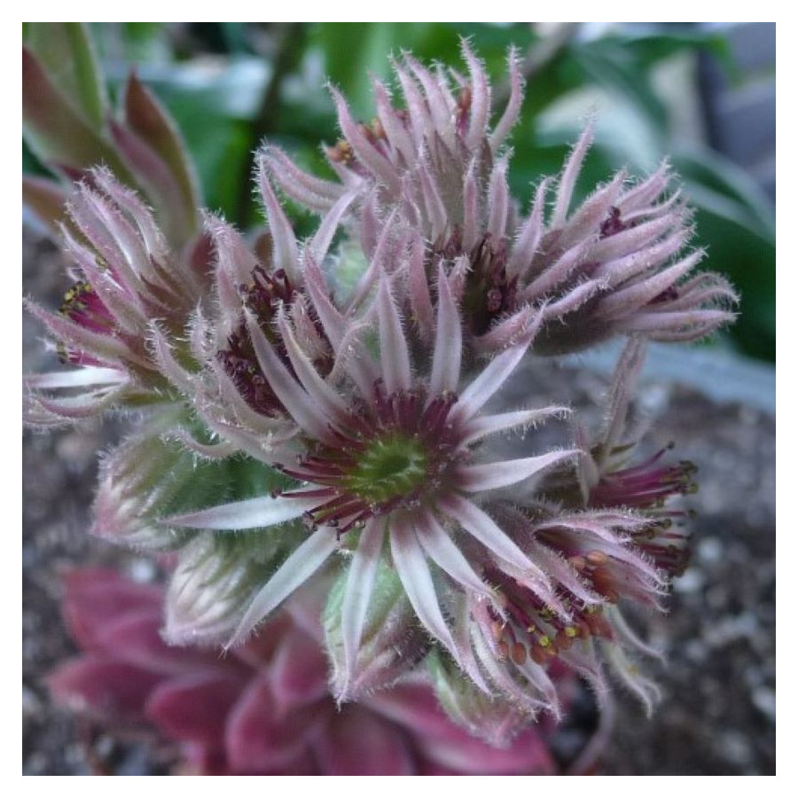 Sempervivum Oscar Rojnik