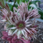 Sempervivum Oscar Rojnik