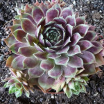 Sempervivum Oscar Rojnik