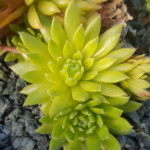 Sempervivum Ory Rojnik