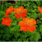 Geum coccineum Kuklik szkarłatny