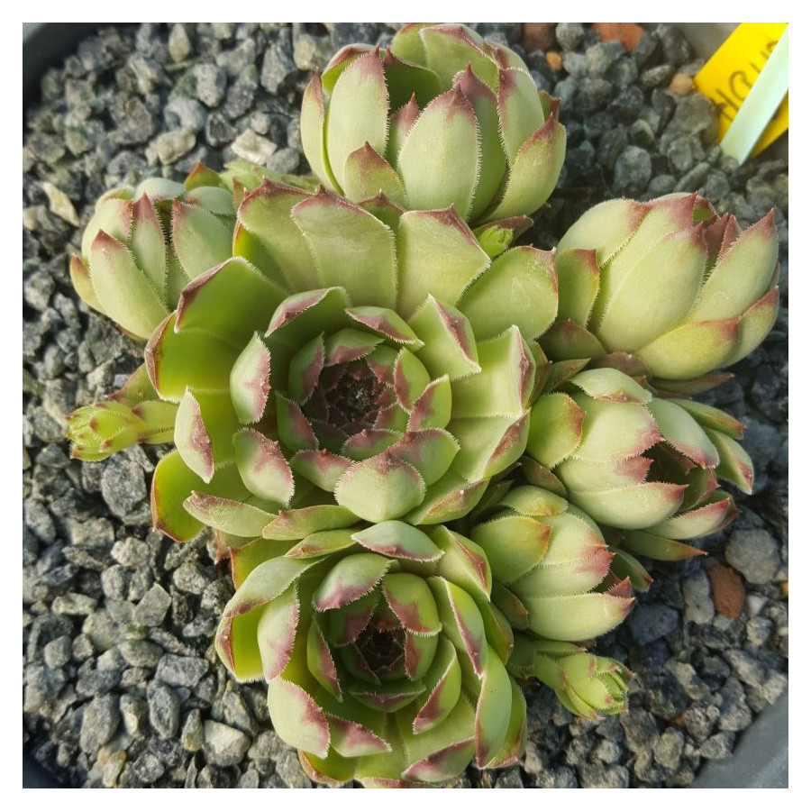 Sempervivum Orizaba Rojnik