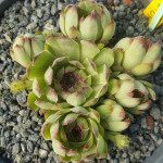 Sempervivum Orizaba Rojnik