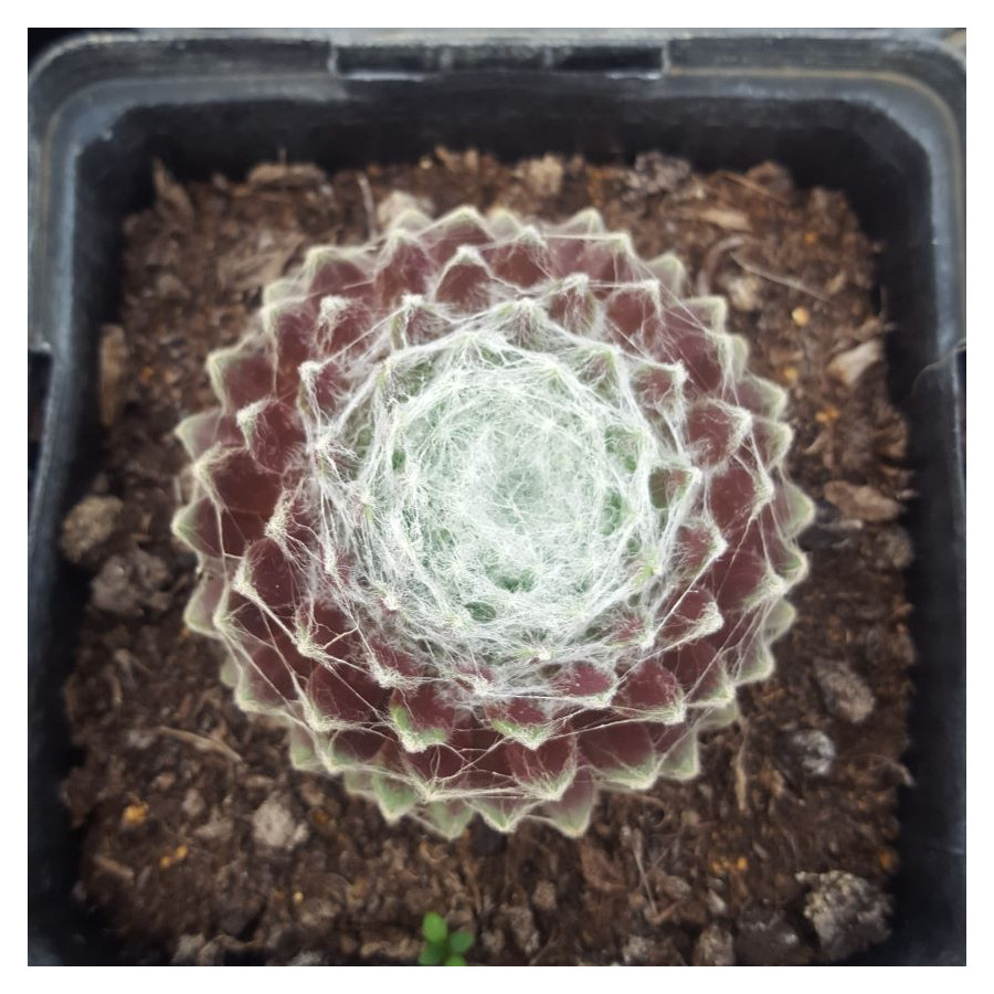 Sempervivum hybr. nr. 2