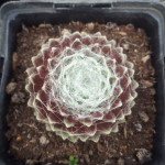 Sempervivum hybr. nr. 2