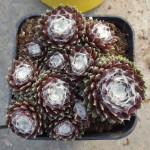 Sempervivum hybr. nr. 2