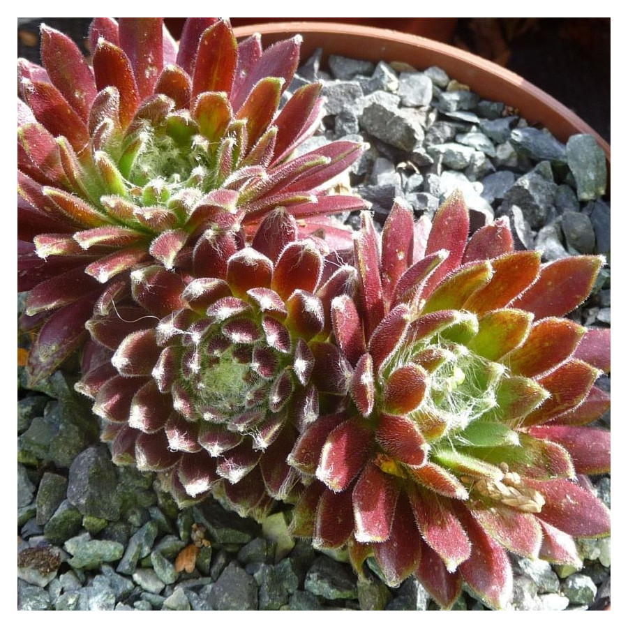 Sempervivum Ordensstern Rojnik