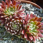 Sempervivum Ordensstern Rojnik