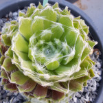 Sempervivum Ordensstern Rojnik