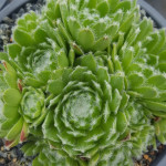 Sempervivum Ordensstern Rojnik