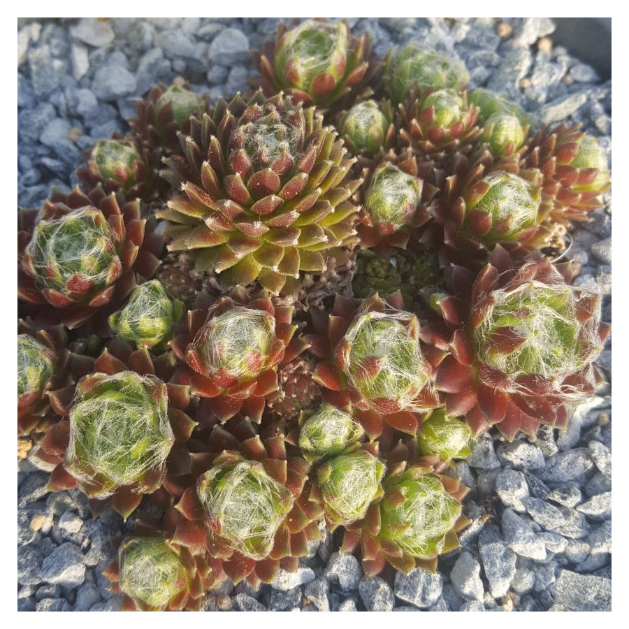 Sempervivum Oranje Team Rojnik