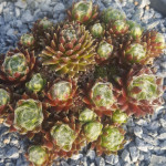 Sempervivum Oranje Team Rojnik