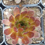 Sempervivum Orange Rot Rojnik