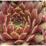 Sempervivum Orange Mini Rojnik