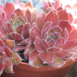 Sempervivum Orange Frost...