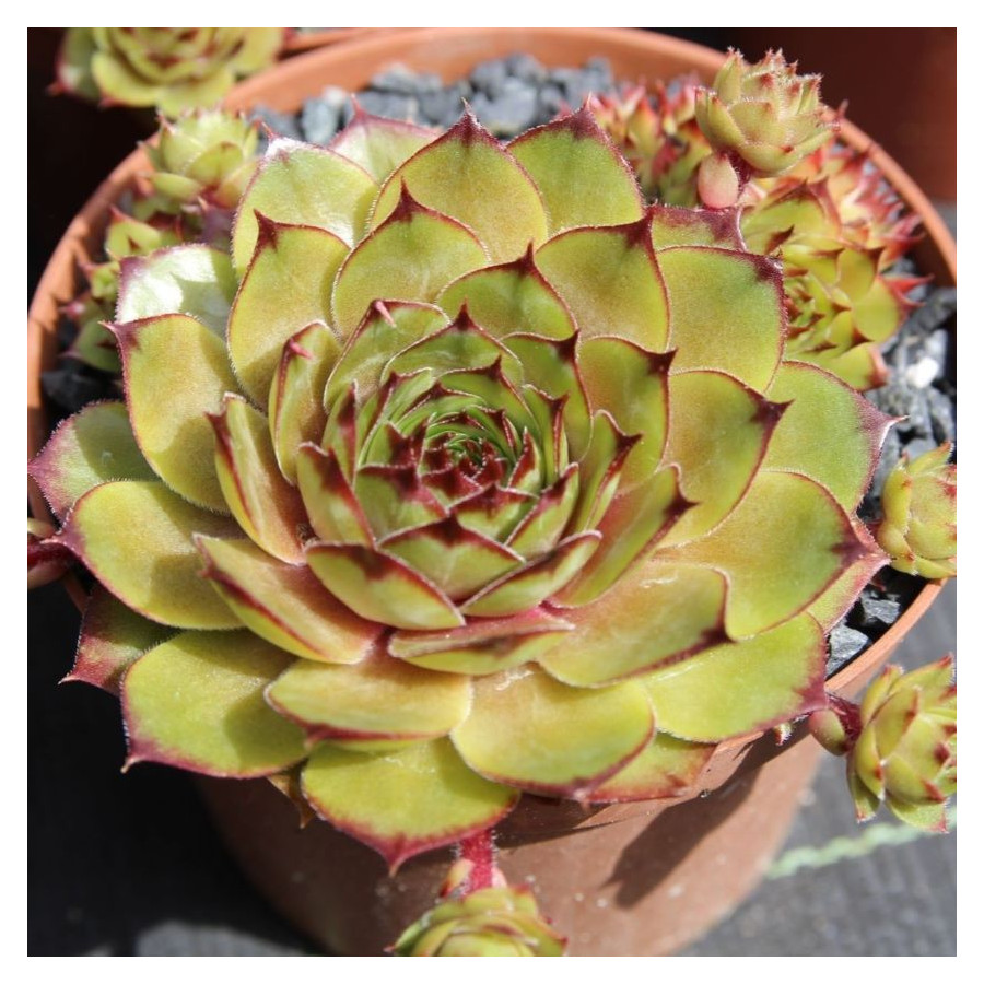 Sempervivum Orange Flush Rojnik