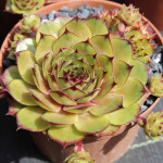 Sempervivum Orange Flush...