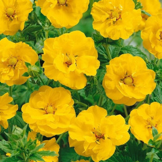 Geum Goldball Kuklik- Rośliny od Ogrodnika Szkółka Barcikowscy