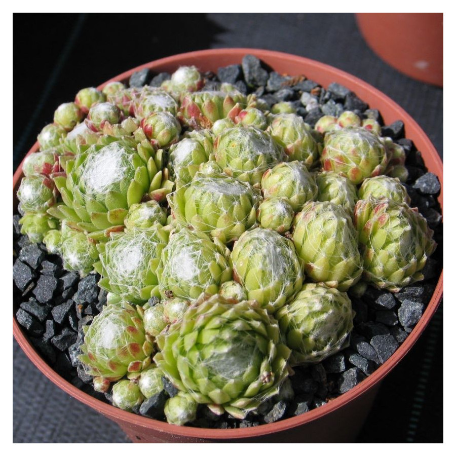 Sempervivum Opizii Rojnik