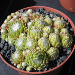 Sempervivum Opizii Rojnik