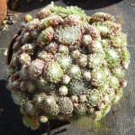 Sempervivum Opizii Rojnik