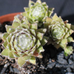 Sempervivum Opizii Rojnik