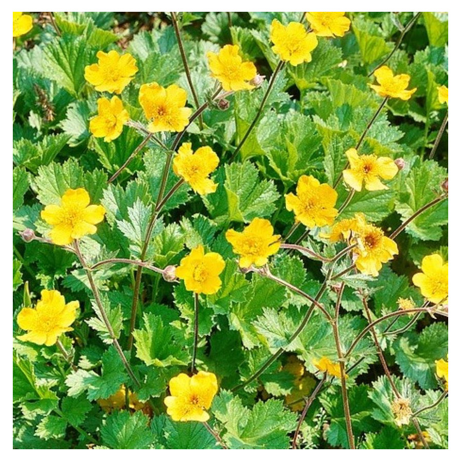 Geum Goldball Kuklik- Rośliny od Ogrodnika Szkółka Barcikowscy