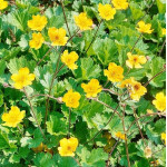 Geum Goldball Kuklik- Rośliny od Ogrodnika Szkółka Barcikowscy
