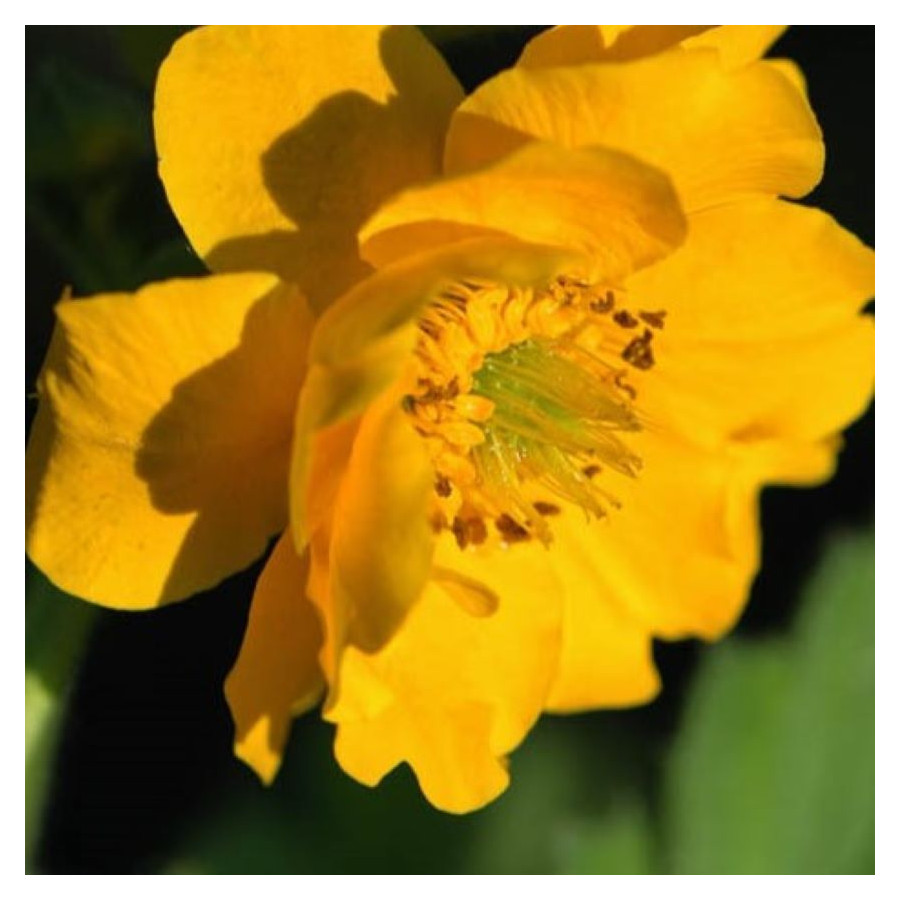 Geum Goldball Kuklik- Rośliny od Ogrodnika Szkółka Barcikowscy