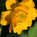 Geum Goldball Kuklik- Rośliny od Ogrodnika Szkółka Barcikowscy