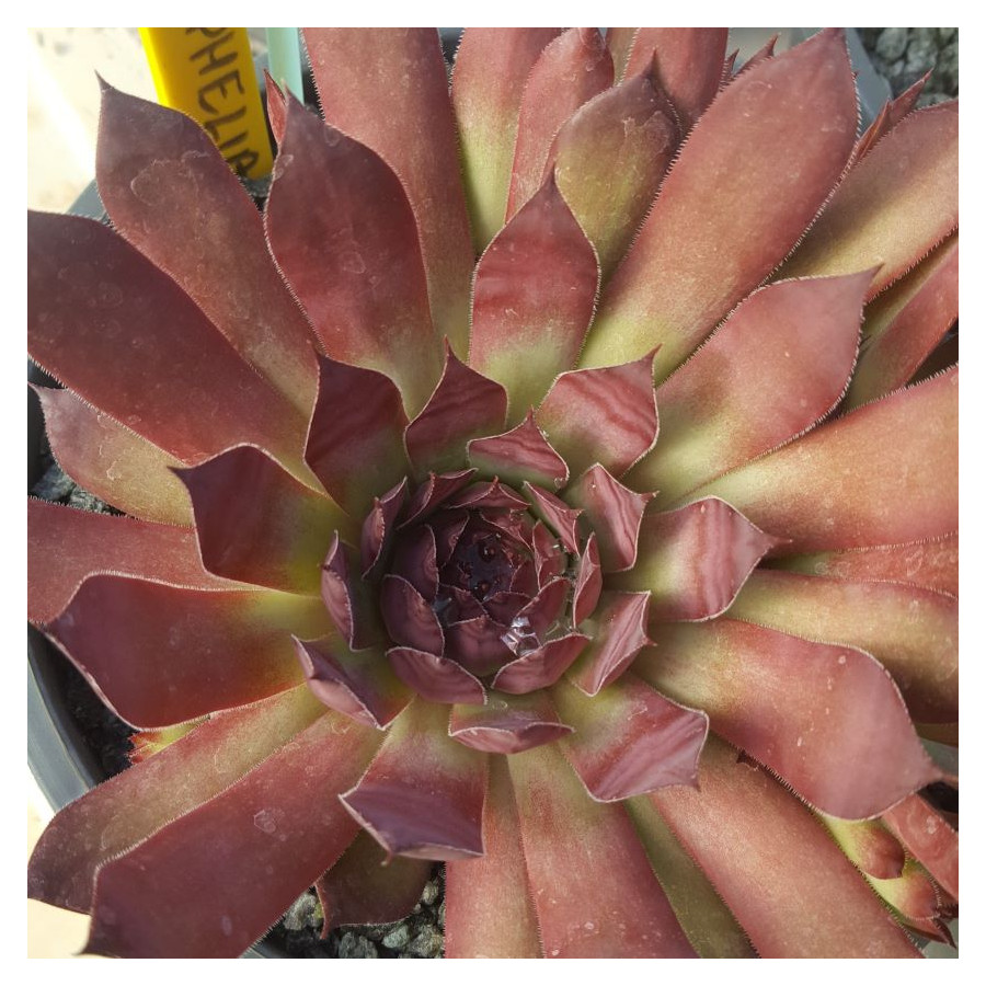 Sempervivum Ophelia Rojnik