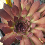 Sempervivum Ophelia Rojnik