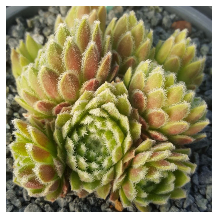 Sempervivum Open Sky Rojnik