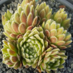 Sempervivum Open Sky Rojnik