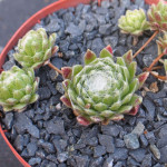 Sempervivum Open Sky Rojnik