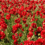 Geum hybridum Samba Sunset Kuklik- Rośliny od Ogrodnika Szkółka Barcikowscy