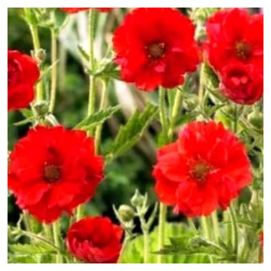 Geum hybridum Samba Sunset Kuklik- Rośliny od Ogrodnika Szkółka Barcikowscy