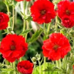 Geum hybridum Samba Sunset Kuklik- Rośliny od Ogrodnika Szkółka Barcikowscy