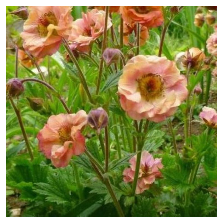 Geum Mai Tai Kuklik - Rośliny od Ogrodnika Szkółka Barcikowscy