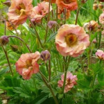 Geum Mai Tai Kuklik - Rośliny od Ogrodnika Szkółka Barcikowscy