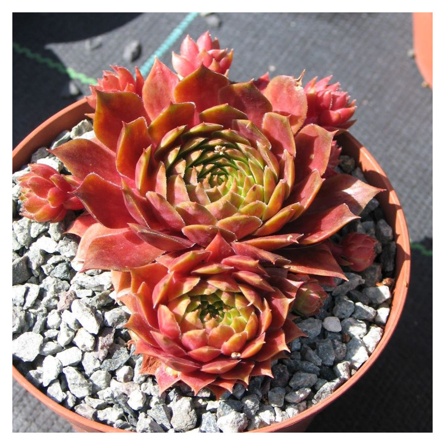 Sempervivum Omega Rojnik