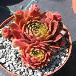 Sempervivum Omega Rojnik