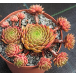 Sempervivum Omega Rojnik