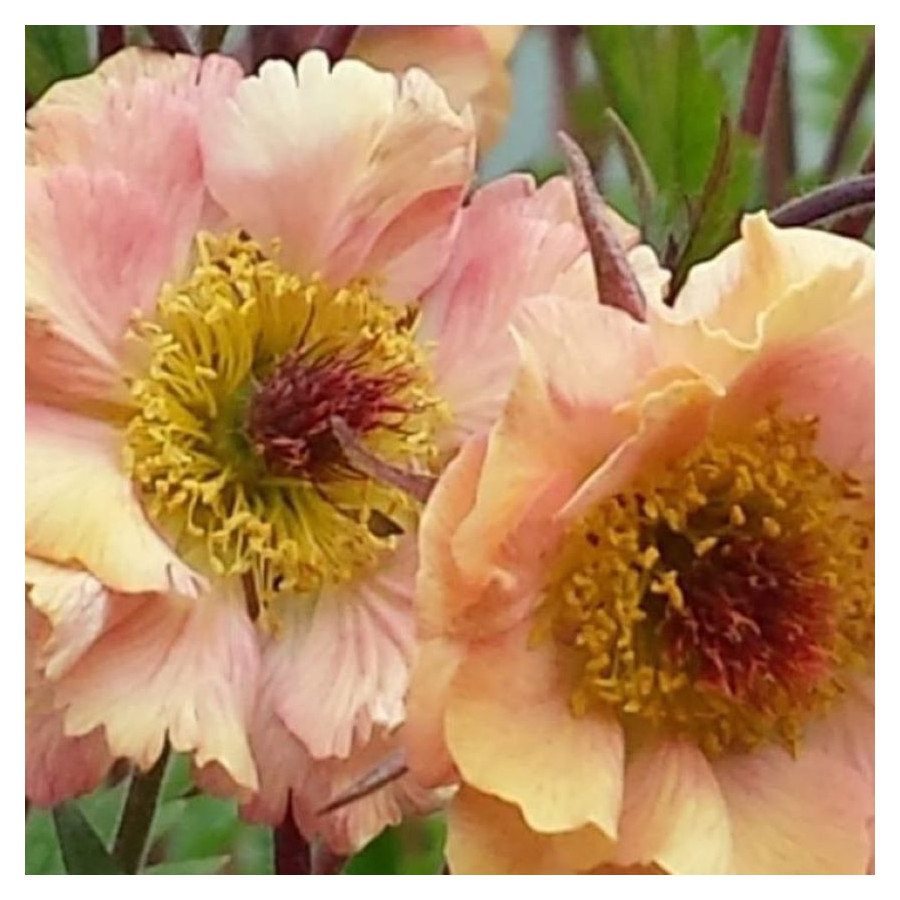 Geum Mai Tai Kuklik - Rośliny od Ogrodnika Szkółka Barcikowscy