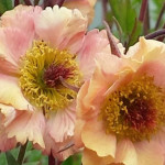 Geum Mai Tai Kuklik - Rośliny od Ogrodnika Szkółka Barcikowscy