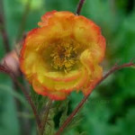 Geum Nonna Kuklik - Rosliny od Ogrodnika Szkółka Barcikowscy