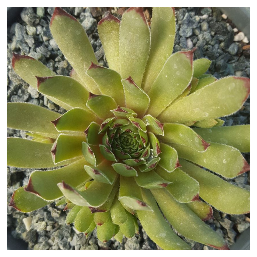 Sempervivum Olivine Rojnik