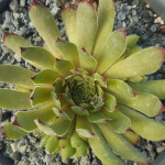 Sempervivum Olivine Rojnik