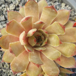 Sempervivum Olivine Rojnik